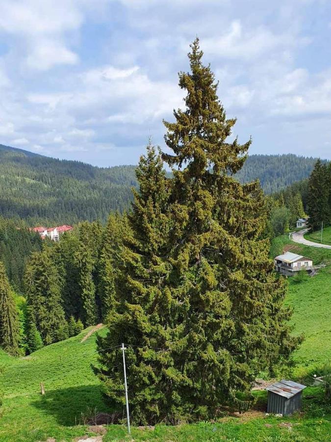 Apartment 428A In Hotel Snezhanka, Pamporovo Luaran gambar